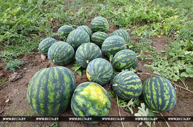 Лукашэнка капаў бульбу і збіраў кавуны (фота, відэа)