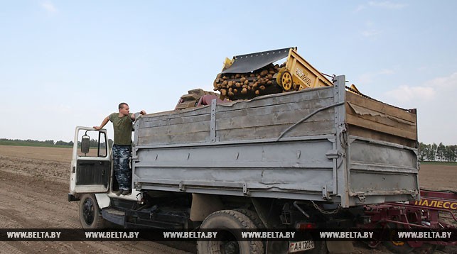 У аўторак у Беларусі апошні дзень уборкі ўраджаю