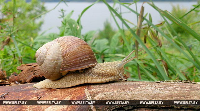 Віцэ-прэм'ер Русы: Слімакі і жабы маюць высокі экспартны патэнцыял