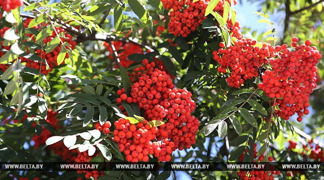 У панядзелак у Беларусі чакаецца да 30 цяпла, без ападкаў