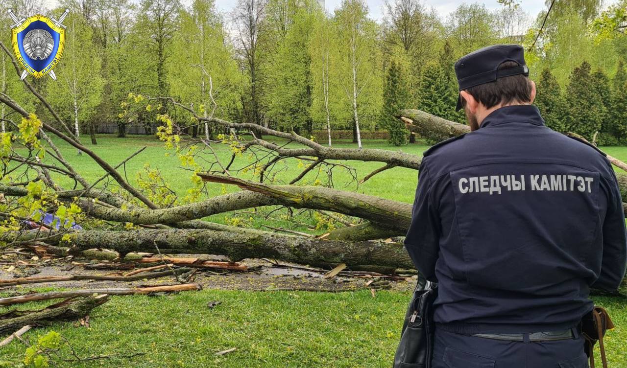 У Мінску ўпала дрэва, загінула жанчына