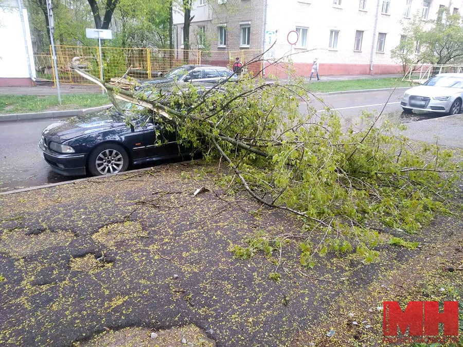 У Мінску ўпала дрэва, загінула жанчына