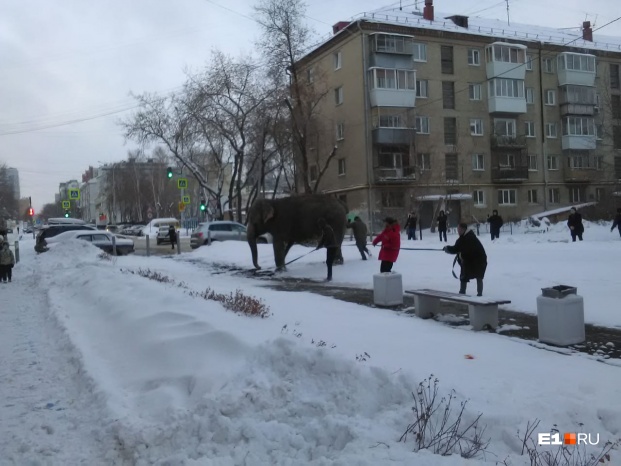 У расійскім горадзе лавілі сланіх, якія збеглі з цырка "на свабоду"