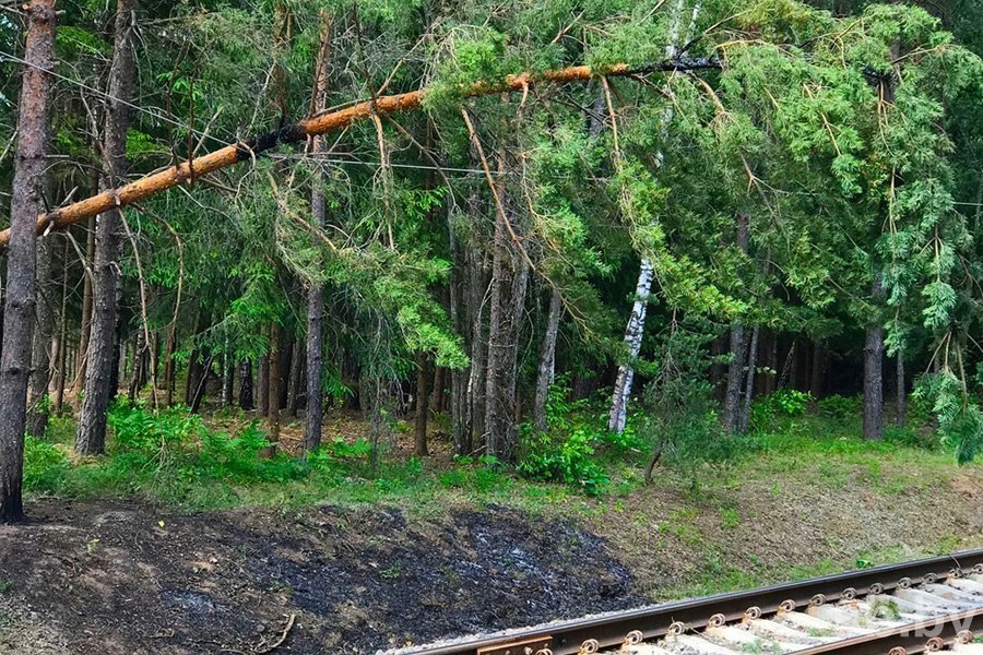 Пад Мінскам на лінію электраперадач над чыгункай звалілася дрэва (фота)