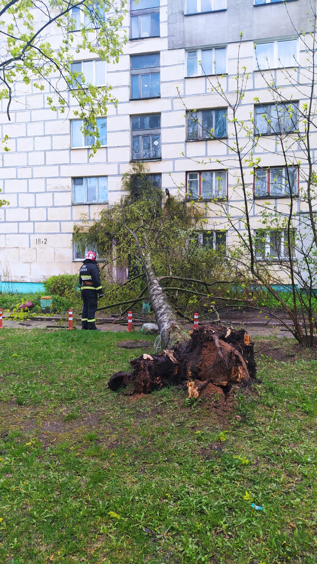 У Мінску ўпала дрэва, загінула жанчына