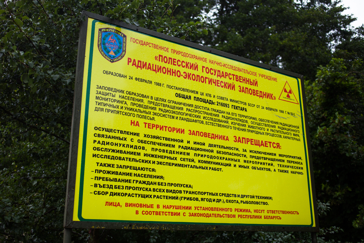 "Наша драўніна рассылаецца па ўсім свеце". Як прадаюць "чарнобыльскі" лес