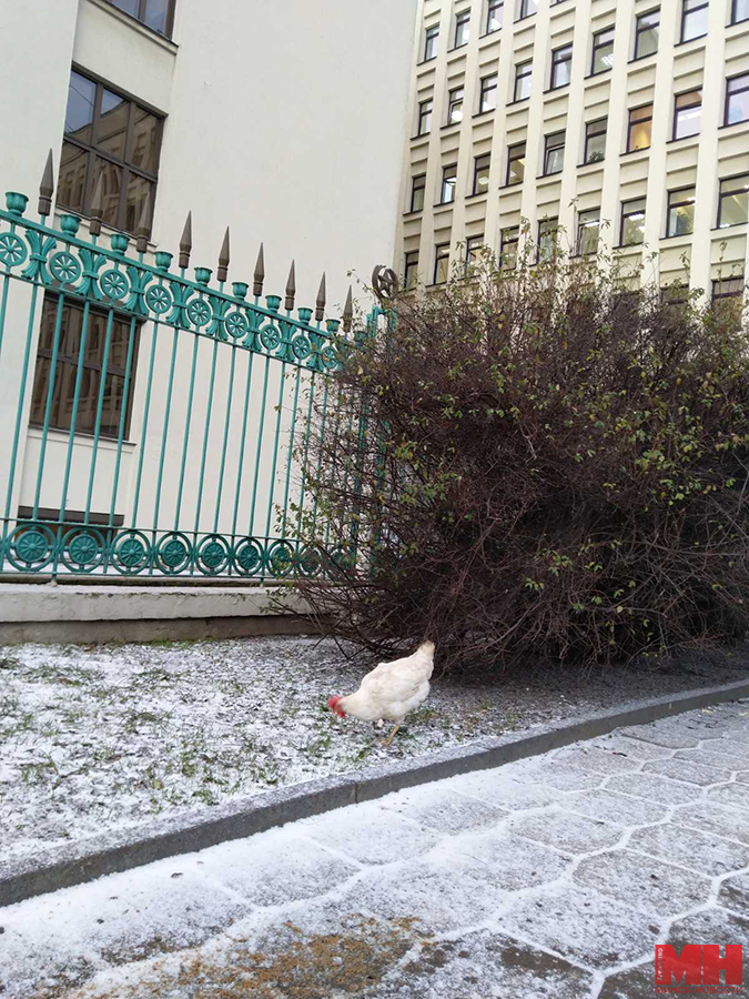 У Мінску на плошчы Незалежнасці каля Дома ўрада гуляла курыца