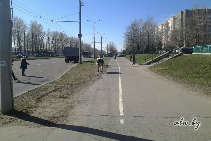 У Мінску з грузавіка падчас руху выпала карова