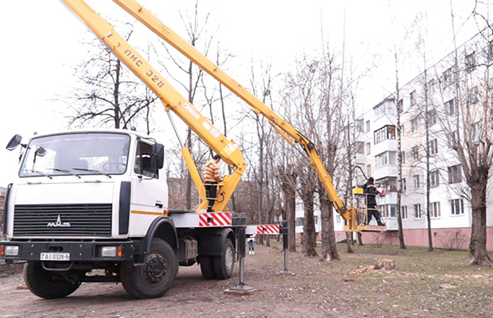 У Бабруйску выратавалі котку, якая амаль тыдзень сядзела на дрэве (фота)