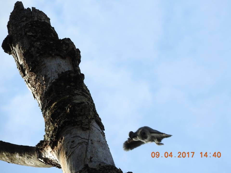 У Беларусі ўпершыню за 20 гадоў заўважылі вавёрку-палятуху. Фота