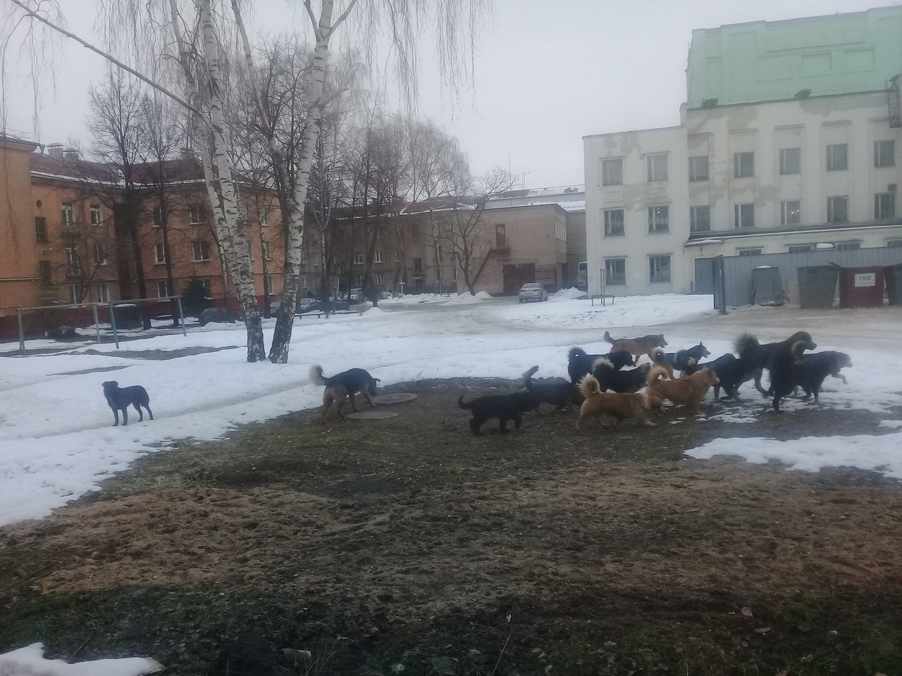 У цэнтры Полацка бегае зграя бяздомных сабак (фота)