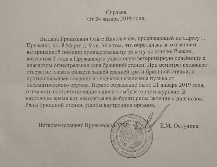 В Пружанах завёлся “охотник” на птиц и животных. Последняя жертва — домашний кот