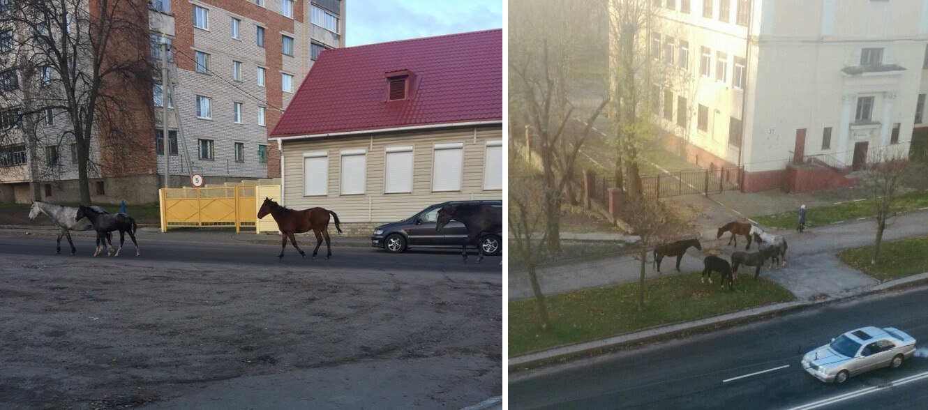 Па цэнтры Магілёва гуляюць коні (фота)