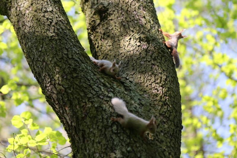 Фотафакт: У Гродне пасяліліся вавёркі-альбіносы