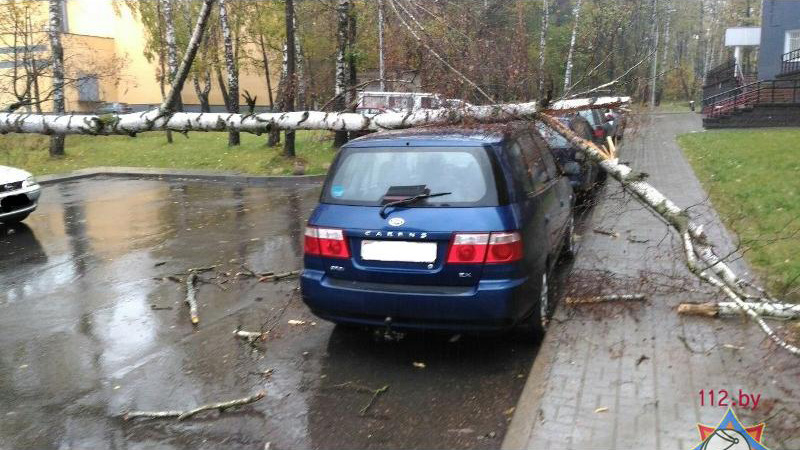 Моцны вецер у аўторак валіць у Мінску дрэвы (фота)