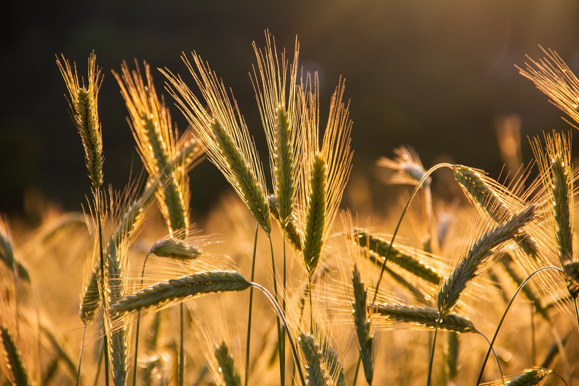 Руки айтишника должны быть в земле: поля, дроны и белорусский стартап Cropfleet