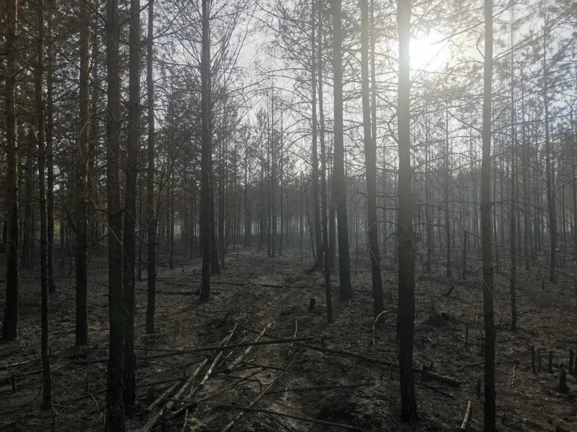 Пад Бягомлем змагаюцца з буйным лясным пажарам