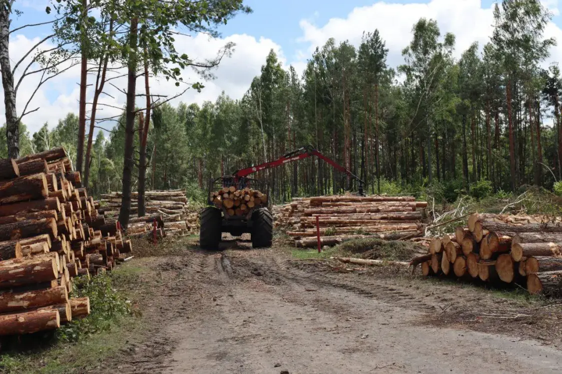 На нарыхтоўку і вываз пашкоджанага ўраганам лесу спатрэбіцца тры месяцы