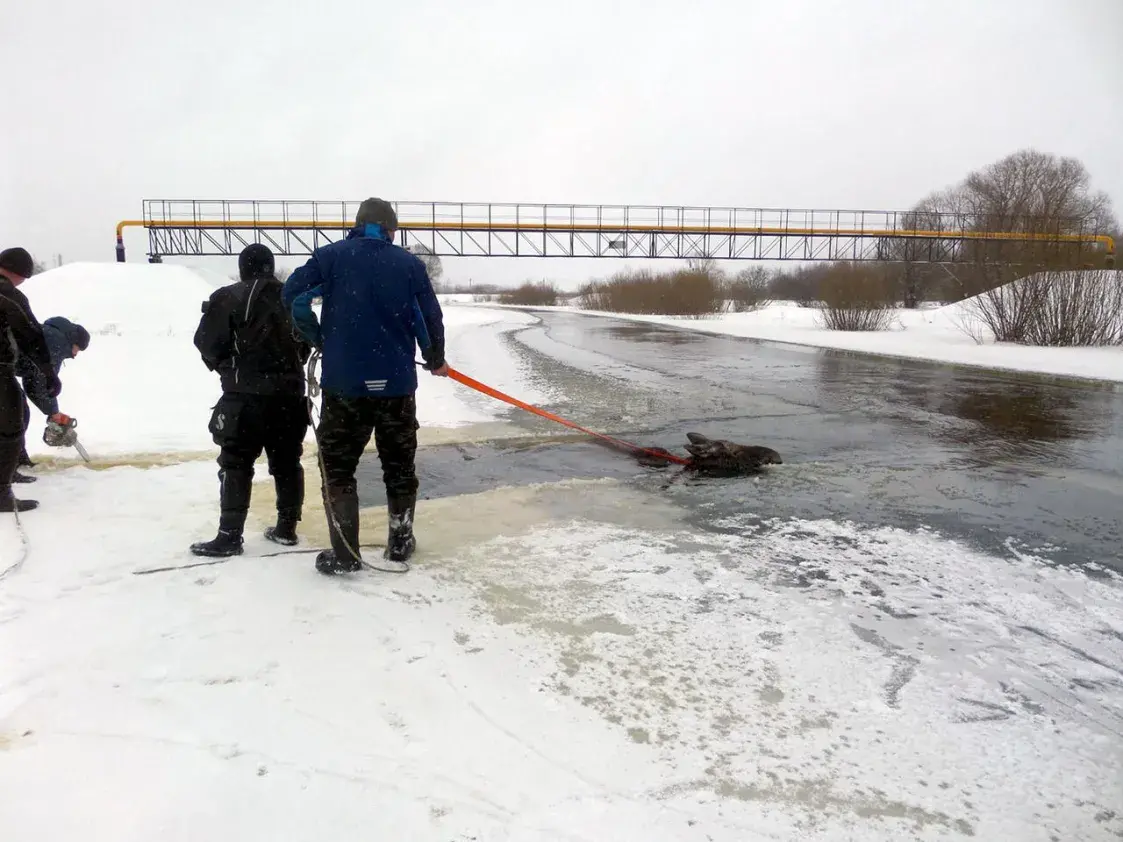 У Рэчыцкім раёне ратавальнікі выцягнулі з ракі маладую ласіху 