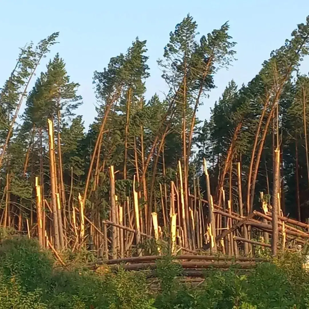 На нарыхтоўку і вываз пашкоджанага ўраганам лесу спатрэбіцца тры месяцы