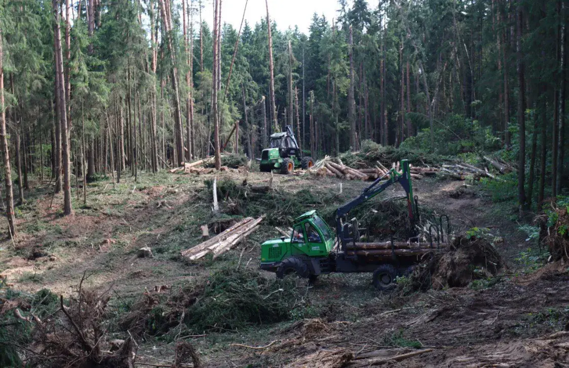 На нарыхтоўку і вываз пашкоджанага ўраганам лесу спатрэбіцца тры месяцы