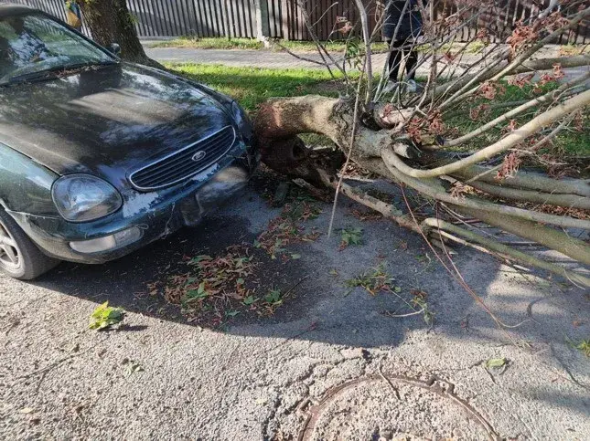 У сталіцы дрэвы пашкодзілі дзясятак аўтамабіляў