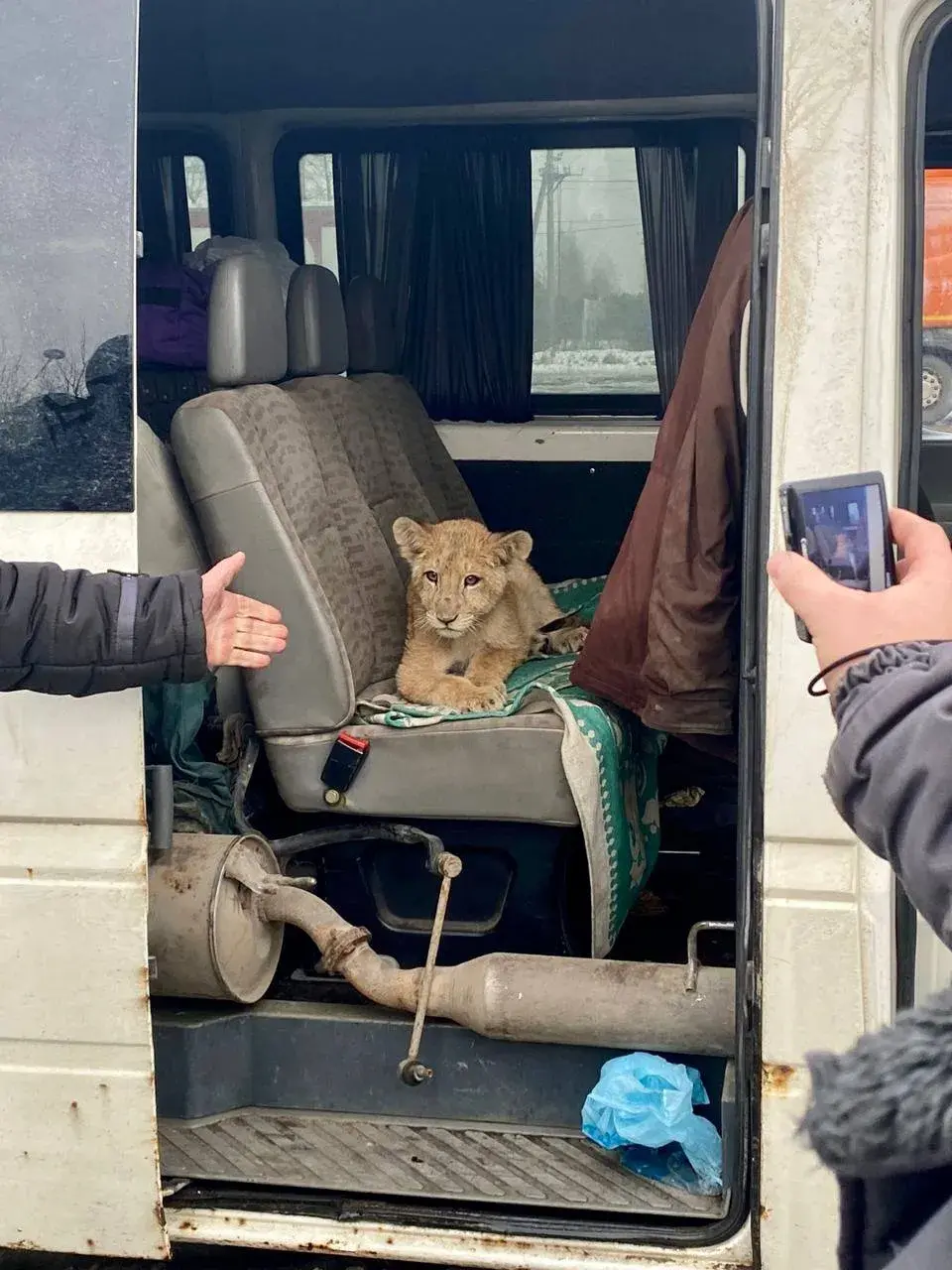 Расіяне перахапілі трохмесячнае ільвяня, якое на мікрааўтобусе везлі ў Беларусь