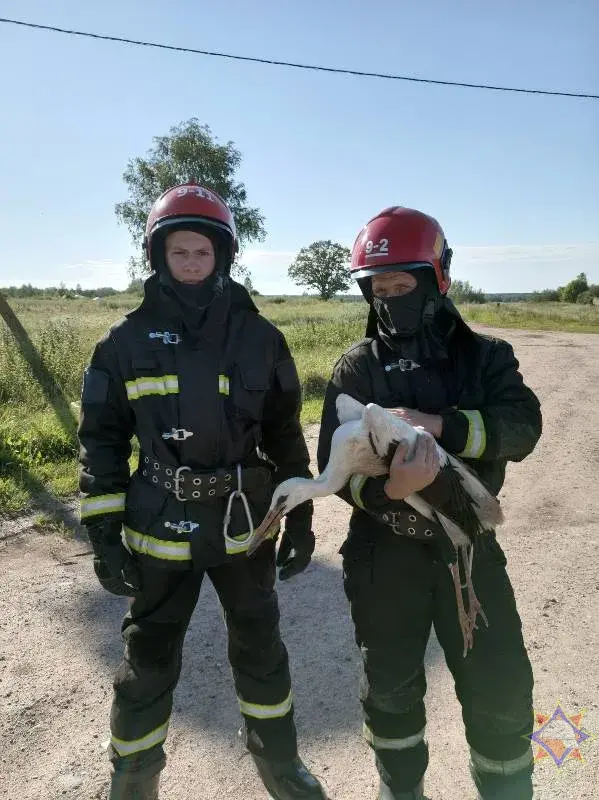 У Глыбоцкім раёне бусел заблытаўся ва ўласным гняздзе, выклікалі ратавальнікаў