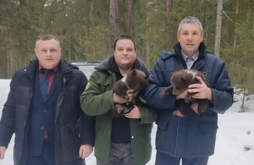 Аднаго з медзведзянятаў, выратаваных на Віцебшчыне, перадалі ў Магілёў