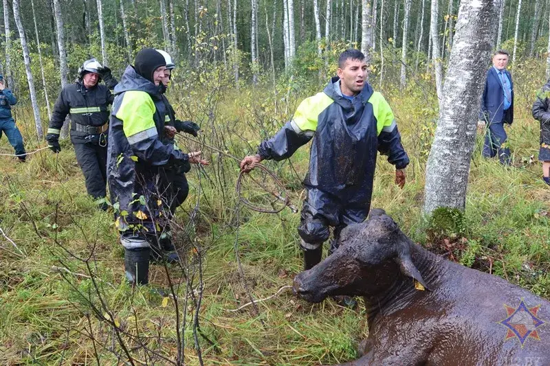 У Гарадоцкім раёне ратавальнікі выцягнулі з балота статак кароў