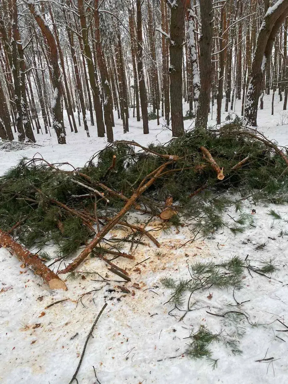 Брастаўчан папрасілі не хадзіць у паркі і лесапасадкі, бо там небяспечна