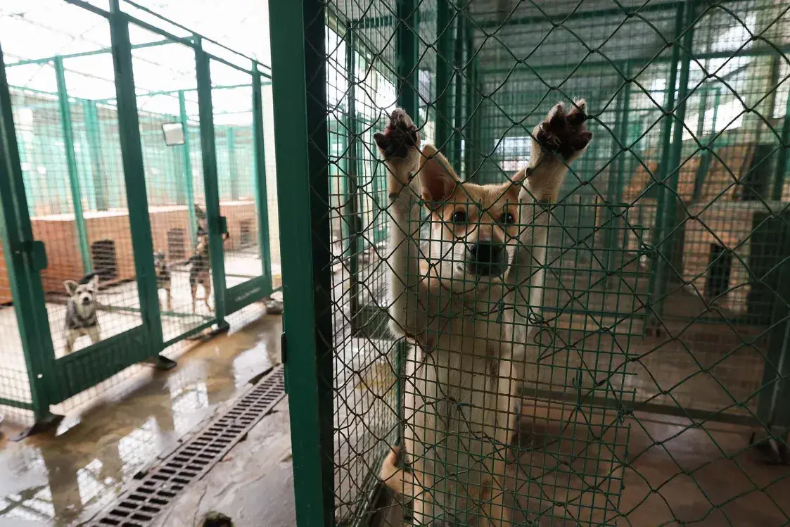 Белорусы стали избавляться от кошек и собак из-за нового налога? Разбираемся в проблеме 