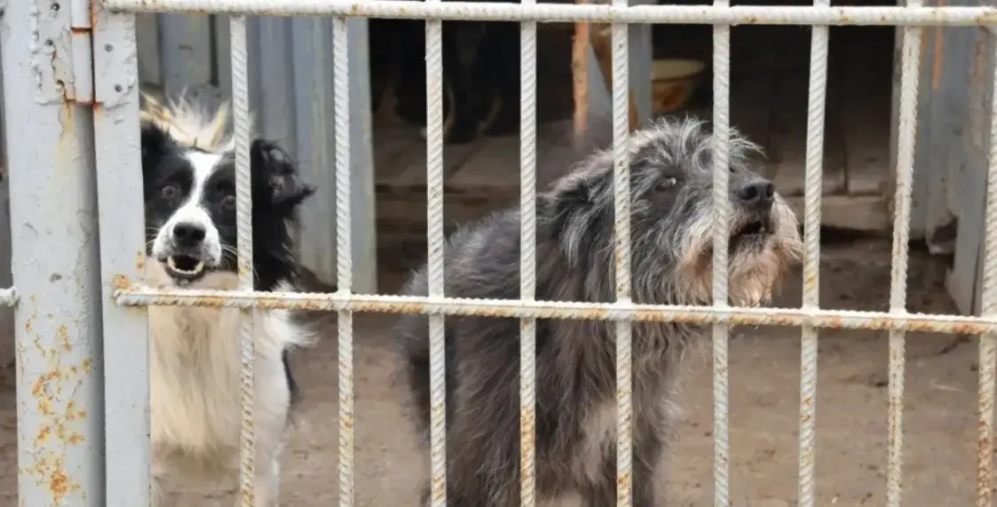 Забойствы дроцікамі і ўсыпленне.  Што не так з сістэмай адлову ў Беларусі?