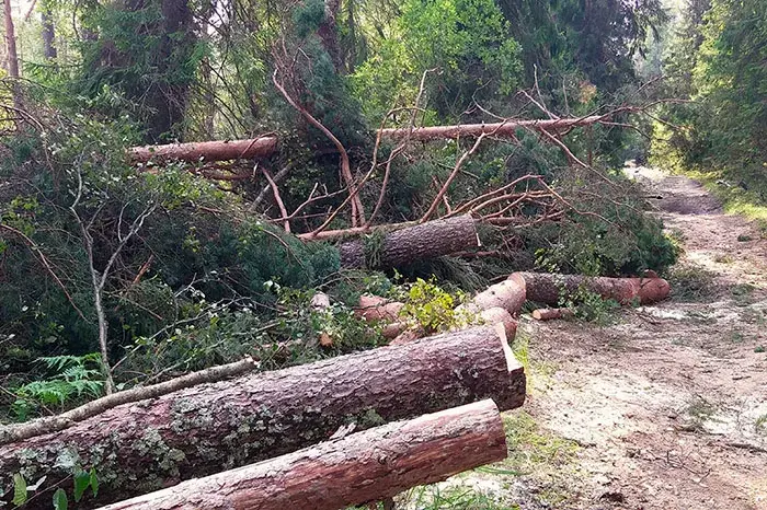 На возеры пад Віцебскам тарнада за некалькі хвілін знішчыў 35 гектараў лесу