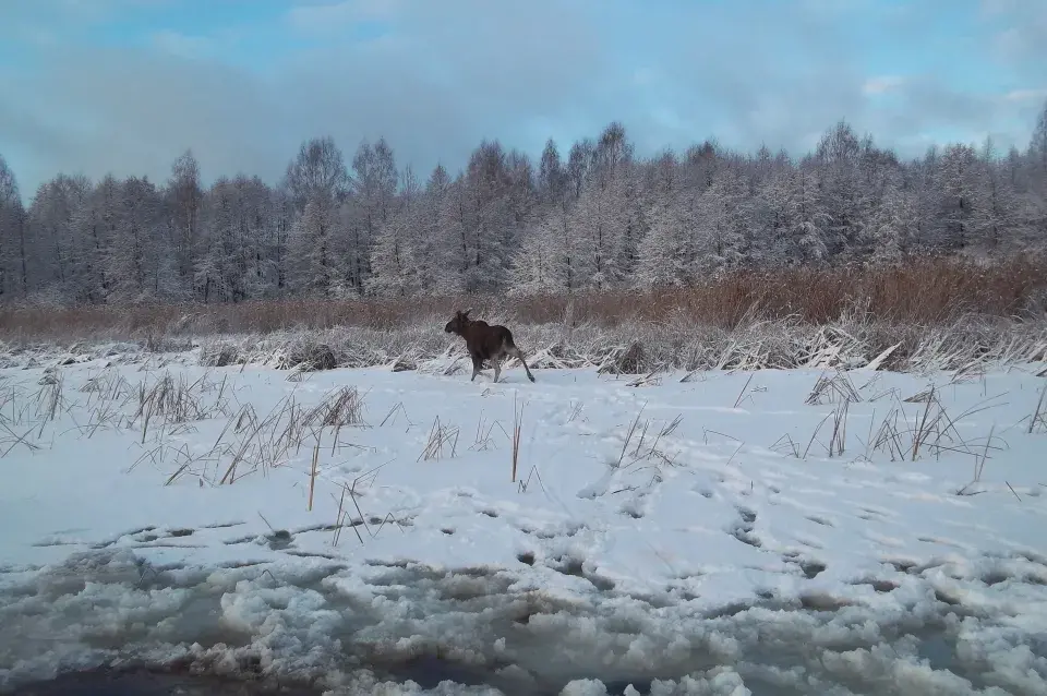 У Полацкім раёне выратавалі цяжарную ласіху, якая правалілася пад лёд