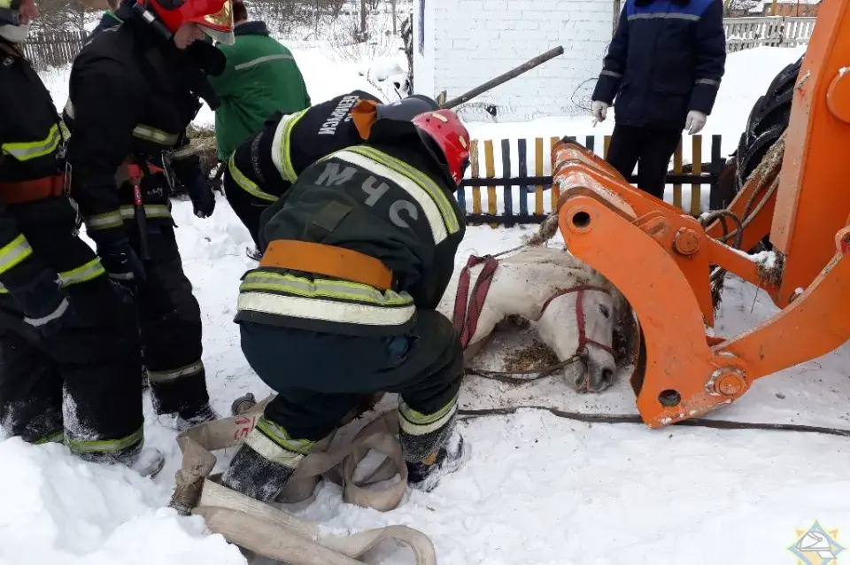 Як у Рагачоўскім раёне з каналізацыйнага калодзежа выцягвалі каня (фота)