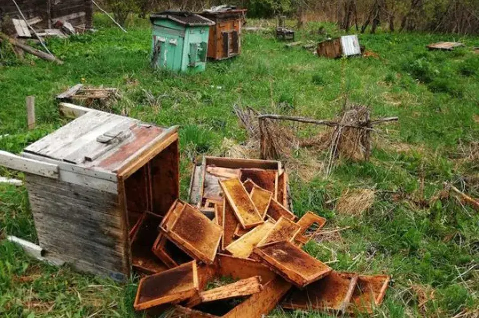 У Гарадоцкім раёне мядзведзі тэрарызуюць дачнікаў