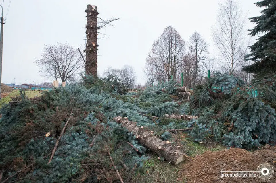 У Мінску за день высеклі 100 дрэваў, каб пабудаваць тэнісныя корты (фота)