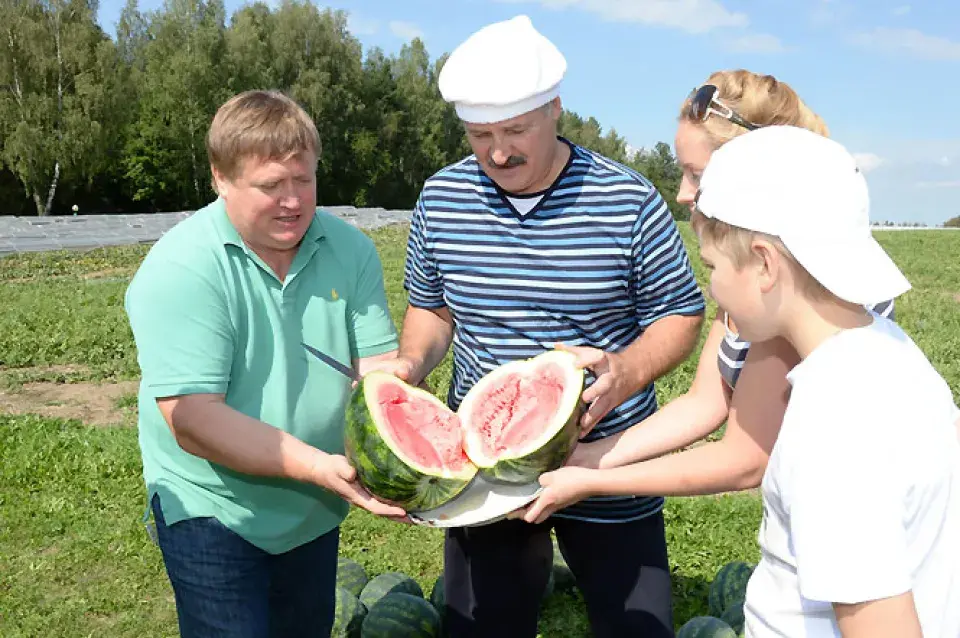 Сёння на палях рэзідэнцыі прэзідэнта сабралі 26 тон кавуноў (фота)