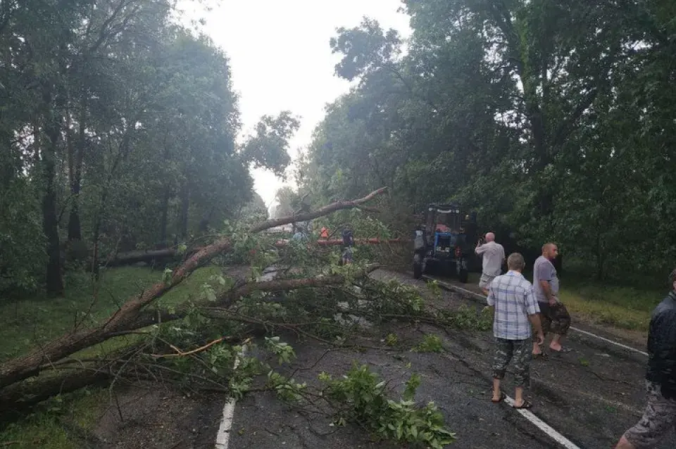 Бура на Брэстчыне заваліла трасу дрэвамі (фота)