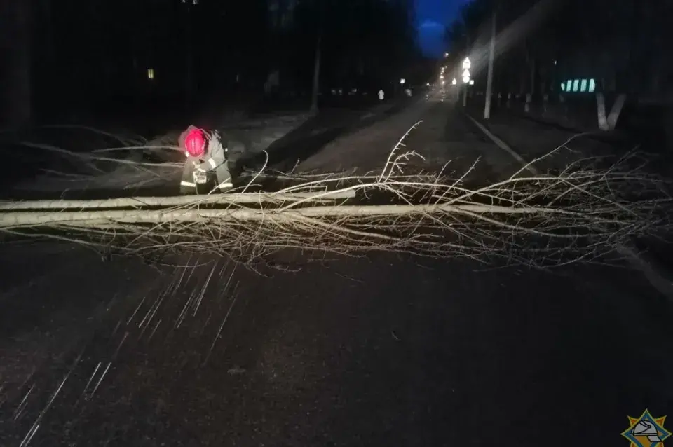 МНС падвяло вынікі непагадзі: 63 паваленыя дрэвы і 2 пашкоджаныя аўтамабілі