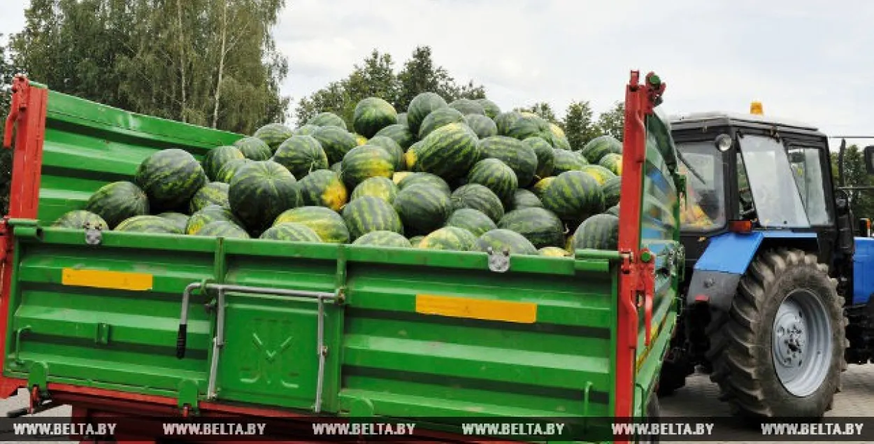 Сёння на палях рэзідэнцыі прэзідэнта сабралі 26 тон кавуноў (фота)