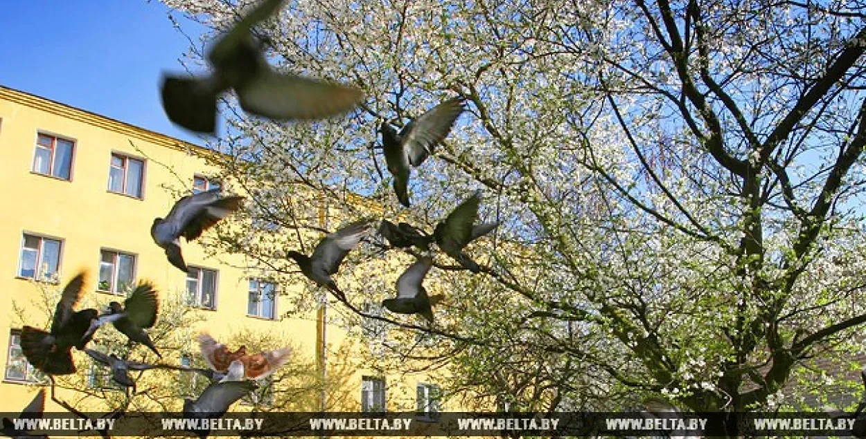 На бягучым тыдні ў Беларусі чакаюцца дажджы, навальніцы і мокры снег