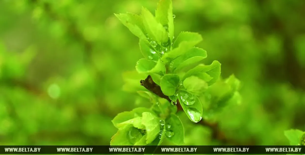 У бліжэйшыя дні ў Беларусі будзе да 18 цяпла, пераважна без ападкаў