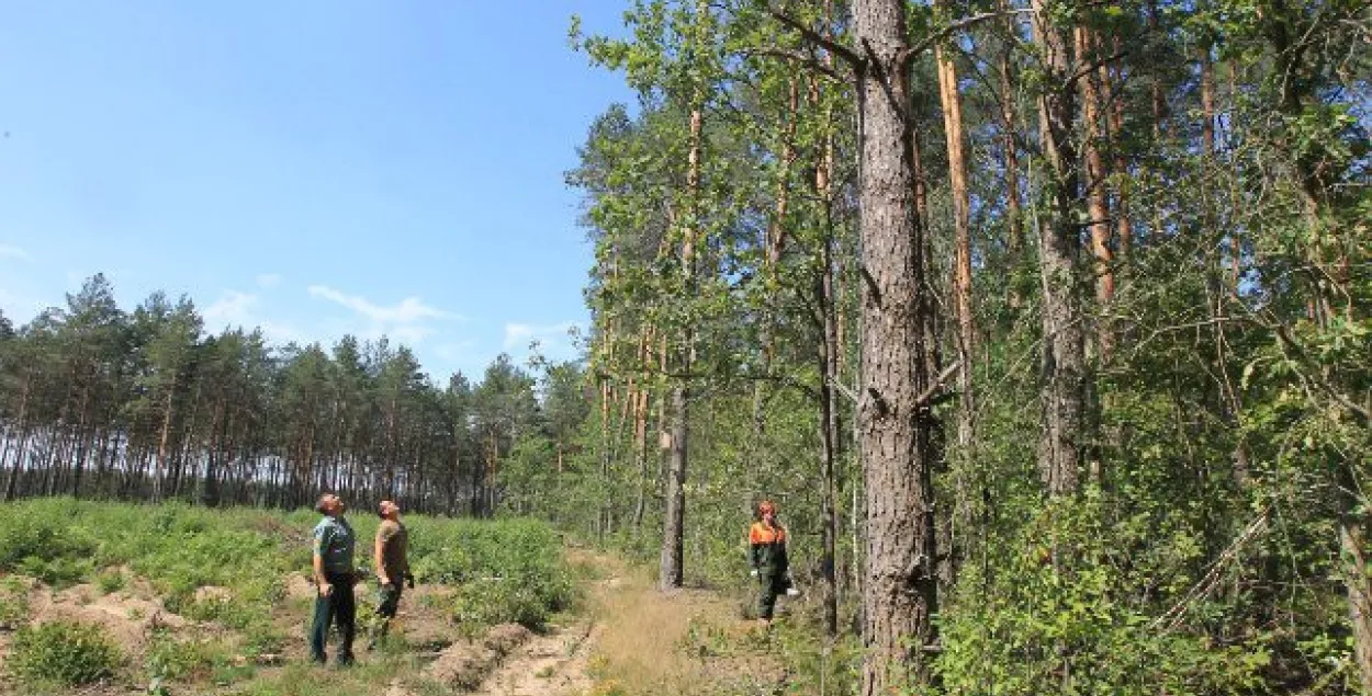 Лукашэнка распавёў, як зверху назірае за леснікамі