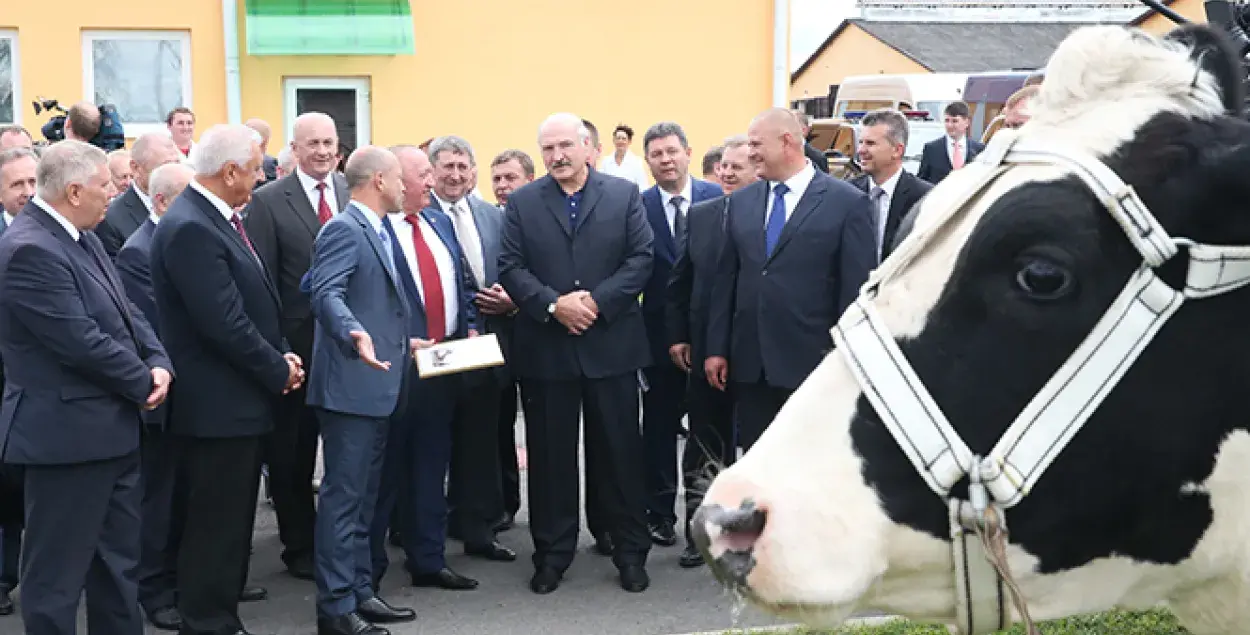 Прэзідэнцкая карова дае ў тры разы больш малака, чым звычайная