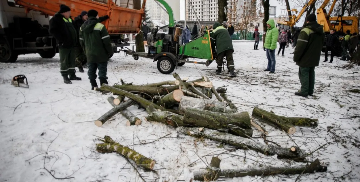 "Зеленбуд" спілаваў два дрэвы ў Катоўцы, прыбраў тэхніку, але абяцаў вярнуцца