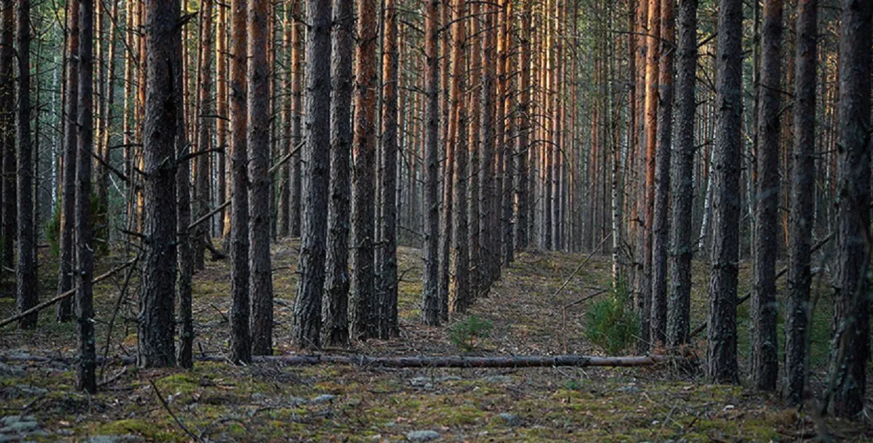 Лес весной / bragin.by
