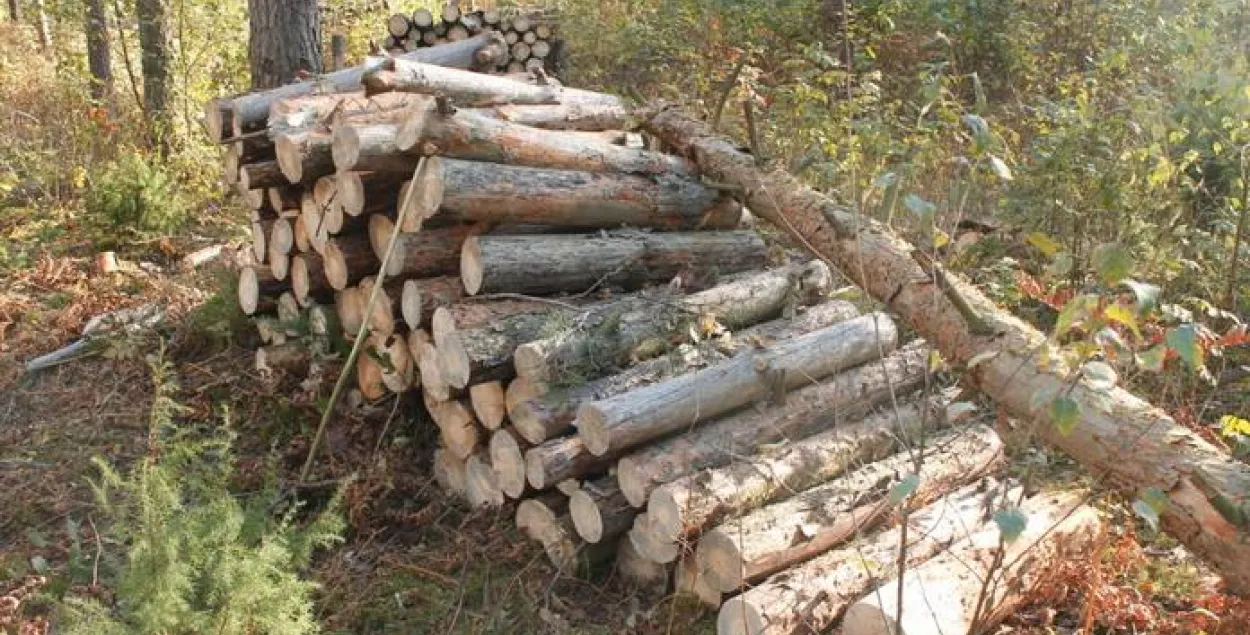 За смерць на працоўным месцы СК распачаў справу ў дачыненні да лесніка