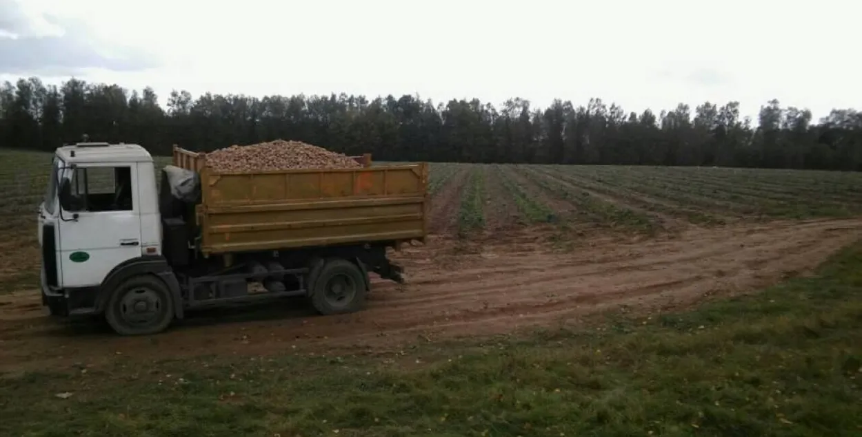 Пад Маладзечна грузавік “МАЗ” насмерць задавіў 13-гадовую дзяўчынку